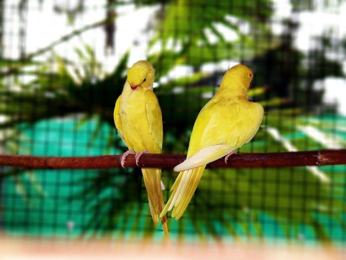 Islamabad’s massive birds aviary offers fun, entertainment to visitors