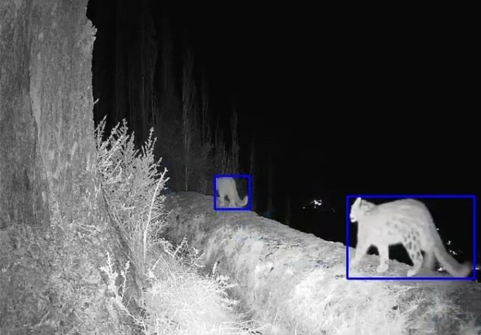 AI-based camera traps enable humans , wildlife co-existence in GB