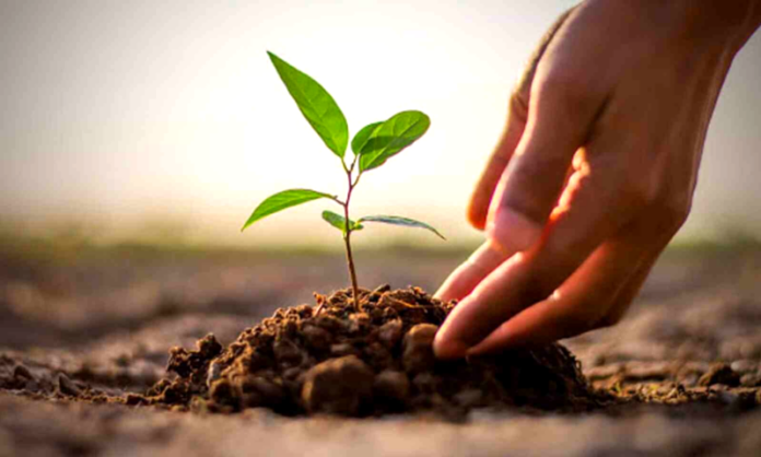 QAU Alumni, faculty, students celebrate Independence Day with fruit tree plantation