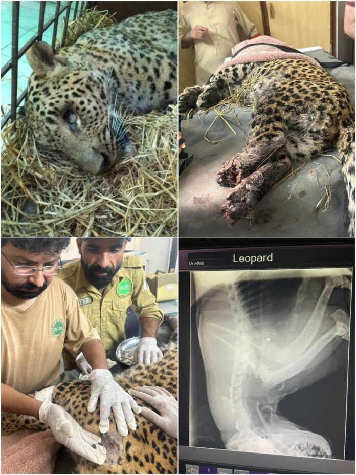 Severely injured Female Leopard passed away despite IWMB rehab efforts