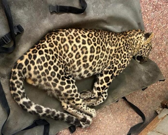 Leopard cub Sultan perishes after contracting chronic kidney disease