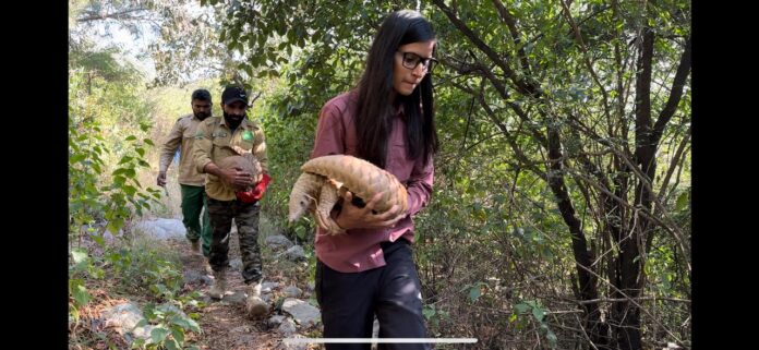 Two pangolins rescued from Islamabad’s G-13 sector released into wild