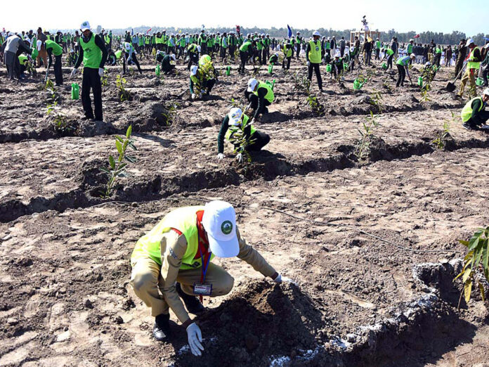 Tree plantation drive launched in Islamabad on the directives of Mohsin Naqvi