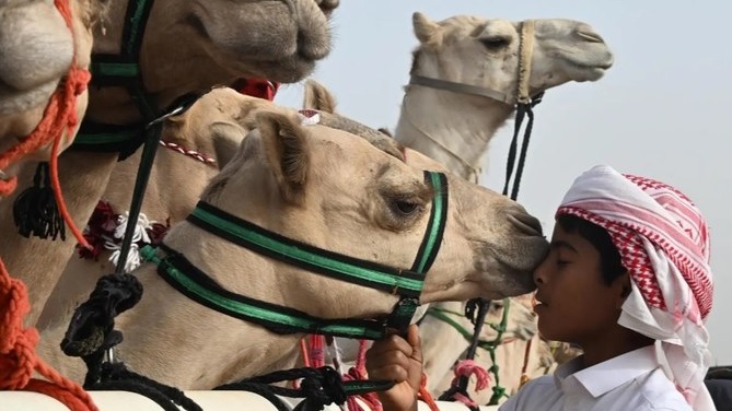 Saudi Arabia celebrates international year of Camelids 2024