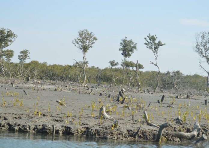 Karachi loses protected mangroves for housing schemes, development projects