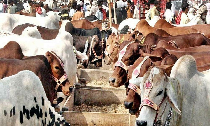 Govt issues warning on disposal of sacrificial animals’ remains near airports