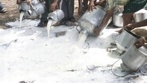 PFA disposes of 1320 adulterated milk