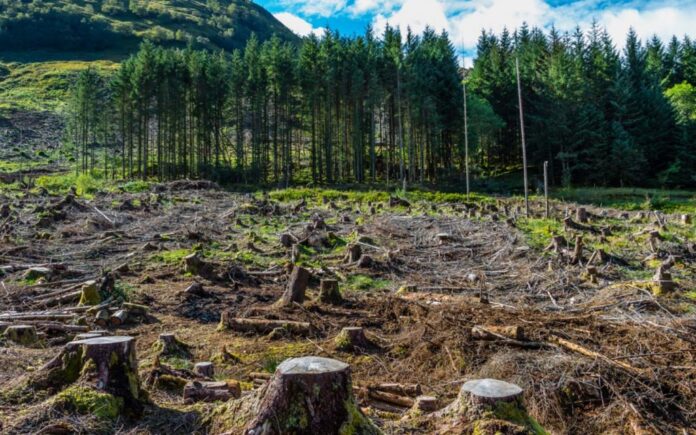 NA Climate body expresses concern over massive deforestation in Pakistan