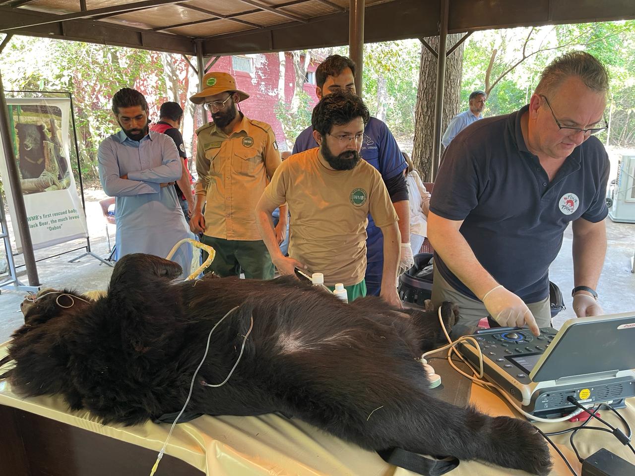 Four Paws collaborates with IWMB to treat rescued Black Bears 