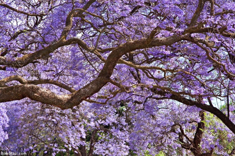 Jacaranda flowers bring natural beauty to Capital