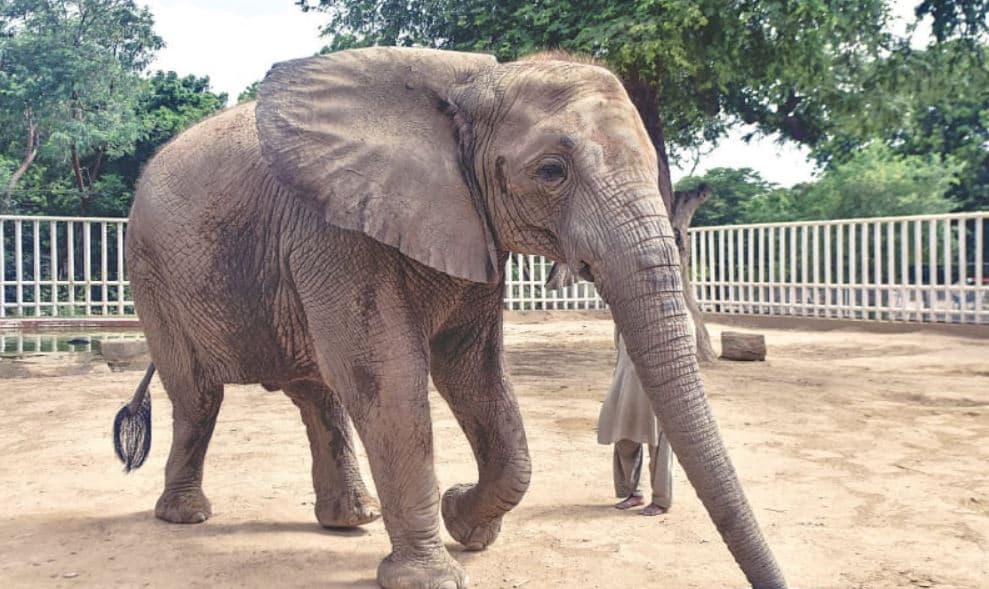 Safari Park to welcome Madhubala elephant in May