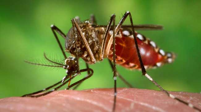 Pakistan selected to lead training of African countries on Mosquito identification 