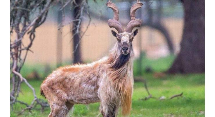 Int’l day of Markhor aims to raise awareness for its preservation, protection from climate change effects