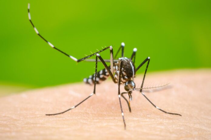 ICT admin ramps up efforts to combat dengue threat