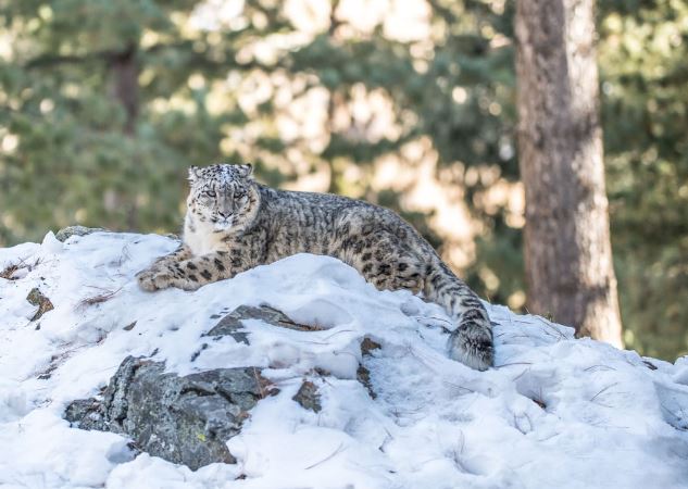 Infrastructure development projects pose serious threat to Snow leopards, prey species in GB: WWF study