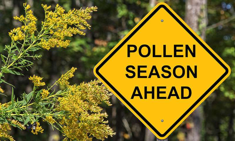 Pollen concentration soars in twin cities