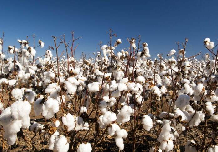 Regenerative Cotton Cluster hosts training session for farmers