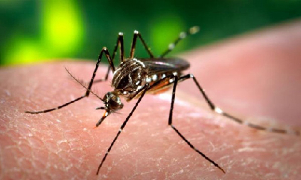 78 premises sealed for violating dengue SOPs