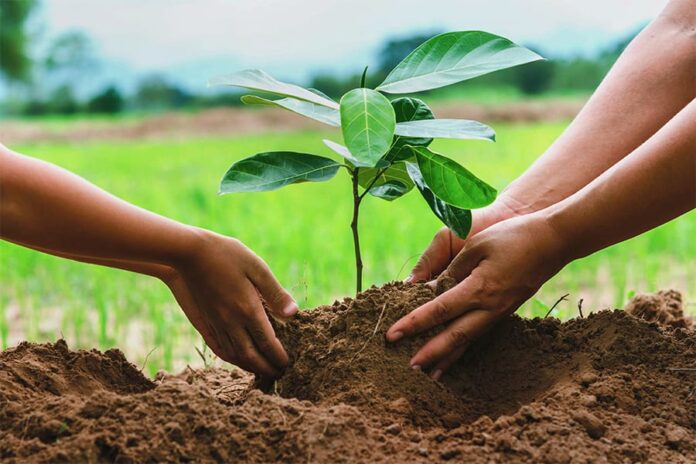 BISP launches “Green Pakistan, Benazir Pakistan” plantation drive nationwide