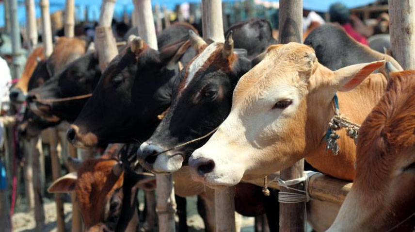 Digital cattle buying trend brings relief to buyers