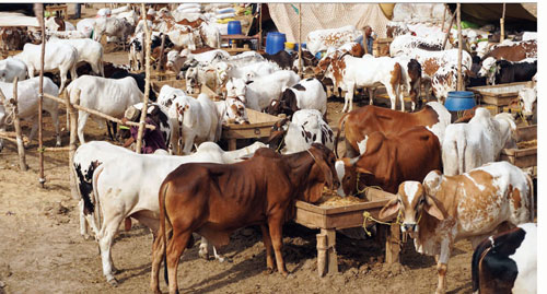 Countrywide cattle markets, bazaars witnessing huge rush of customers