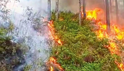 Forest fire erupts in Kahuta, rescue underway