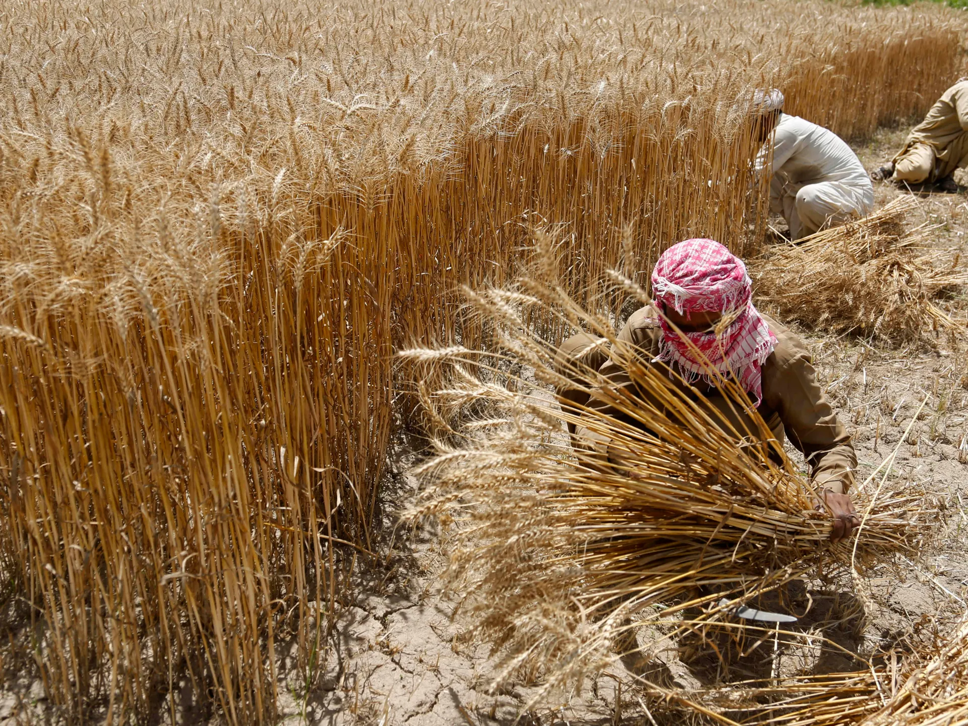 Climate change challenges Potohar farmers’ livelihood