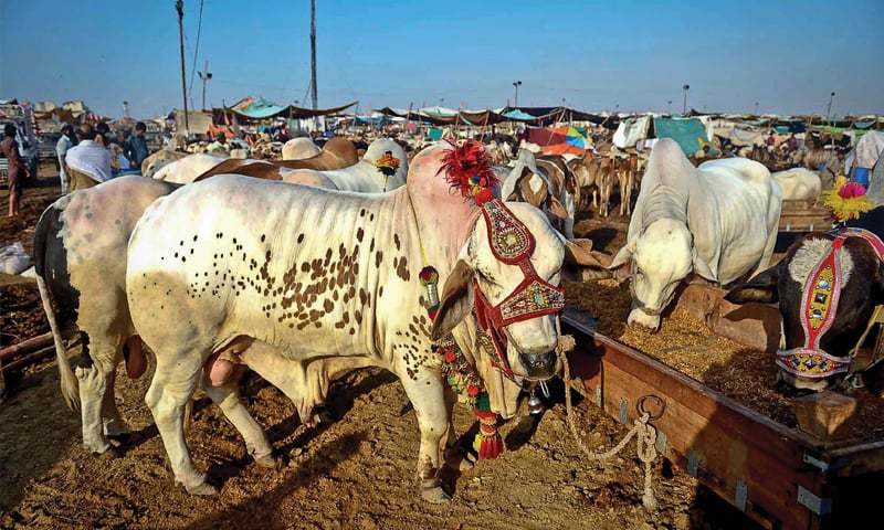 Six cattle markets for sacrificial animals on the cards