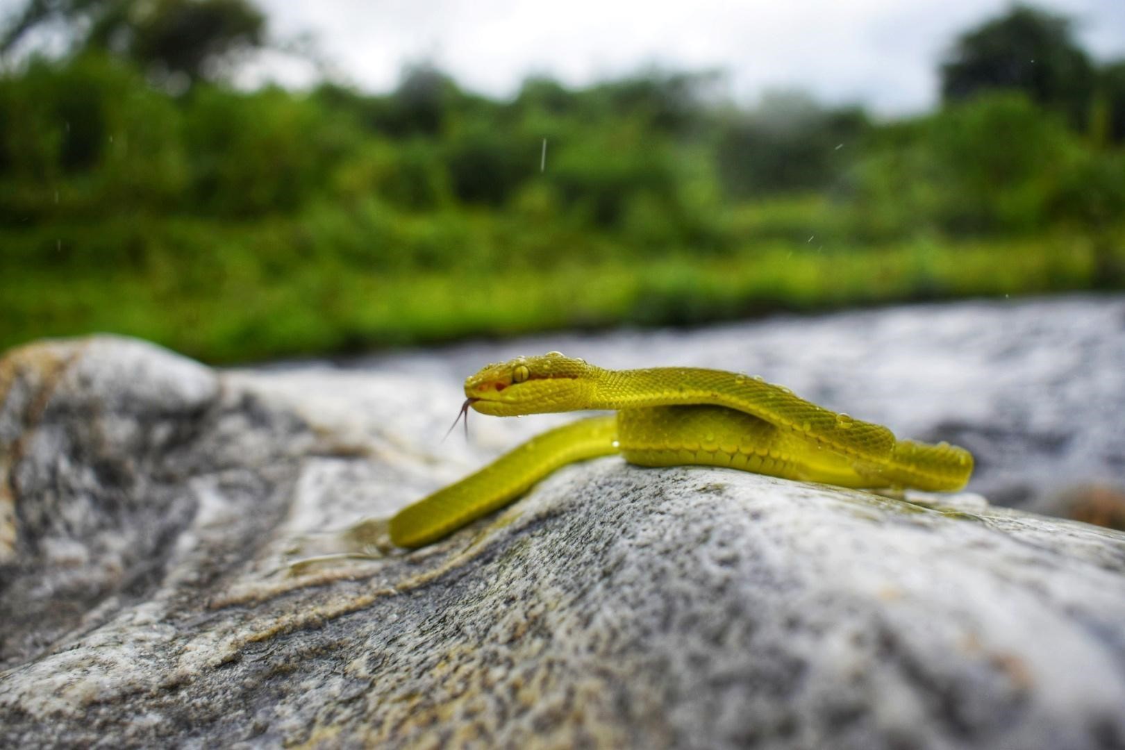 Snakebites surge across Southasia amid rising heat, floods and habitat loss