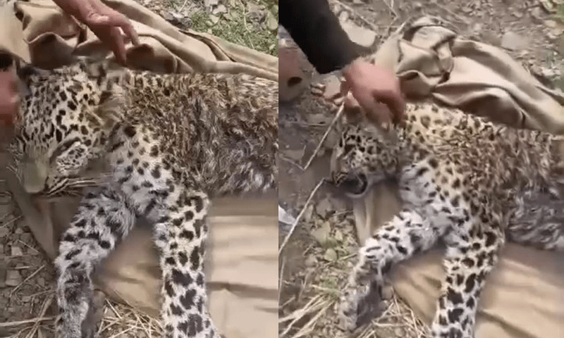 Young man arrested, fined for killing of leopard in Nowshera