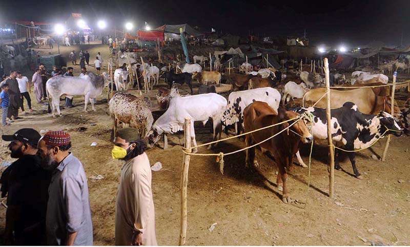 Twin cities’ largest sacrificial cattle market set up in Bhatta Chowk