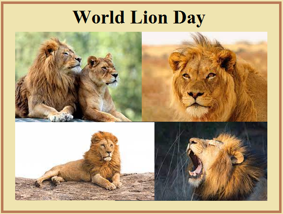 World Lion Day observed on Saturday