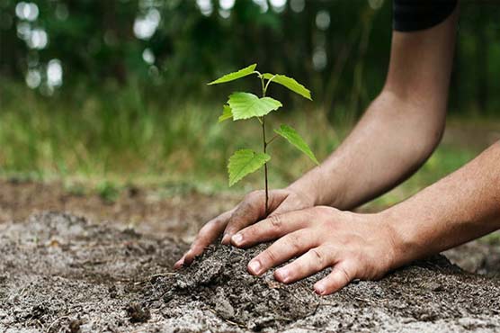 Monsoon tree plantation drive organized