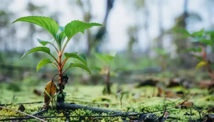 Margalla, Tree Plantation Drive Open House Session to be organised on July 4