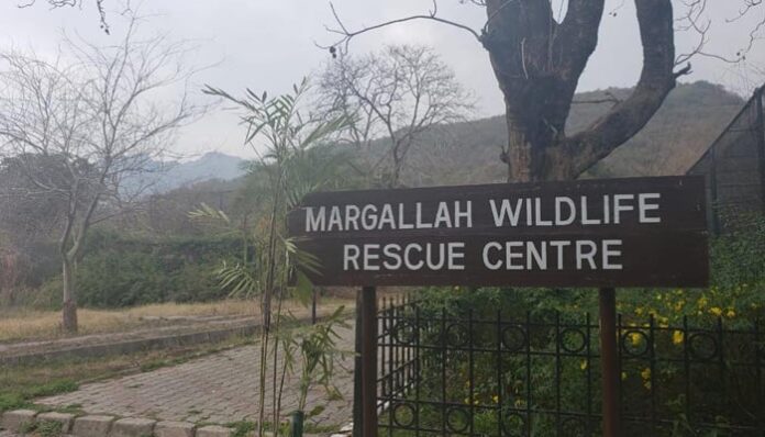 IWMB’s Margalla Rescue Centre received around 3-4 dehydrated kites daily during heatwave