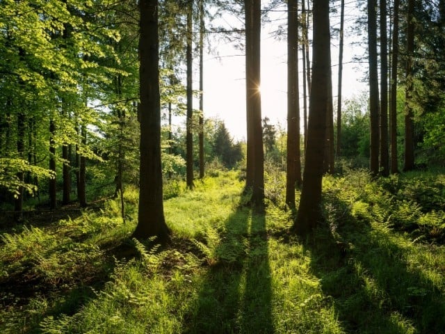 Youngsters unite to restore ‘Takht Pari Forest ‘ with Monsoon tree planting campaign