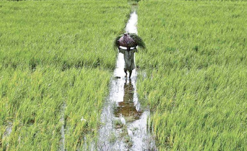 GM Syngenta stresses smart agriculture to deal with climate change, improve productivity of farmers