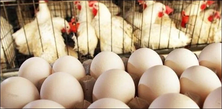 Chicken, eggs prices reach at Rs 460 per kg, Rs 415 per dozen