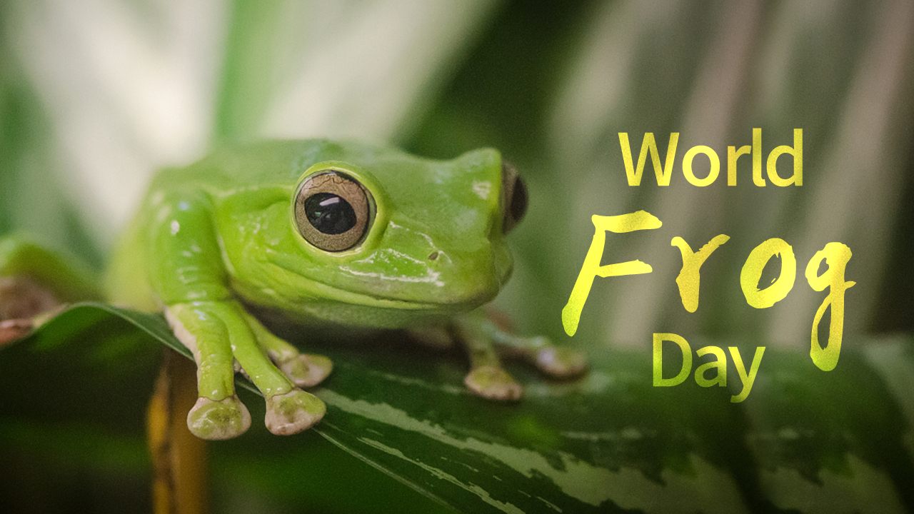 World Frog Day: 90% decline in yellow-bellied frog due to habitat loss