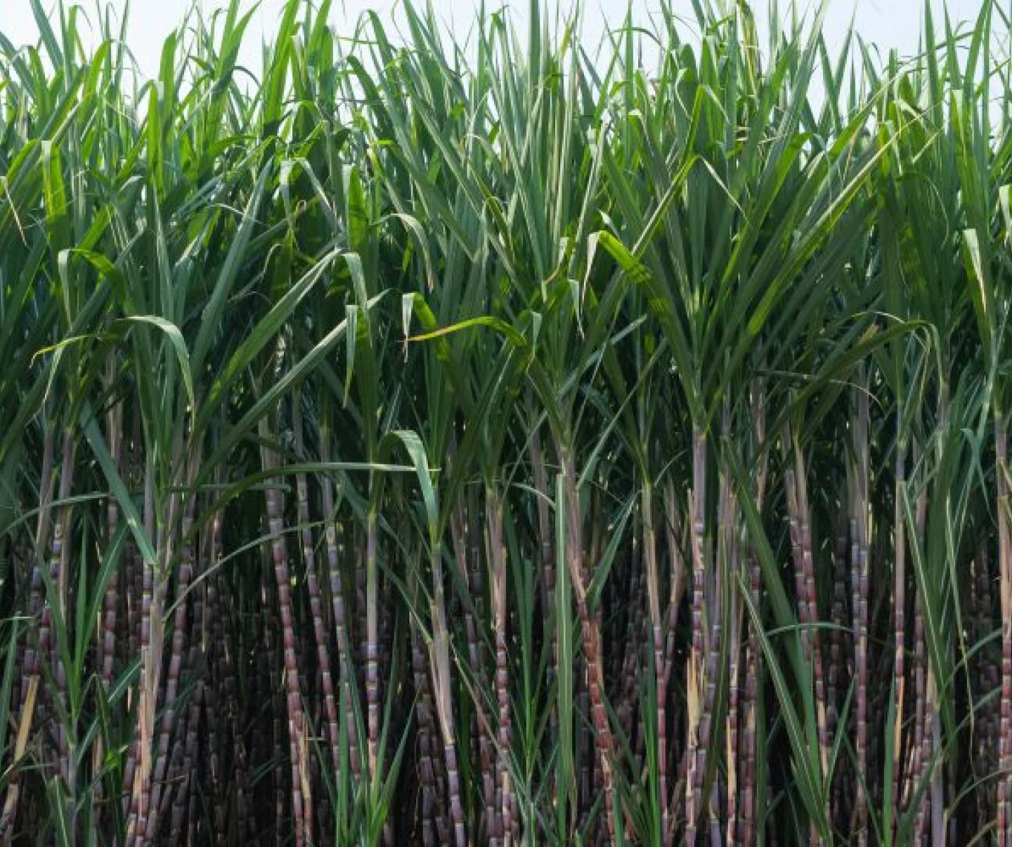 Agriculture dept to organize sugarcane production contest among farmers