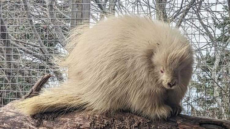 Wildlife rescuer finds rarest albino porcupine in Pakistan, urges Wildlife officials to protect