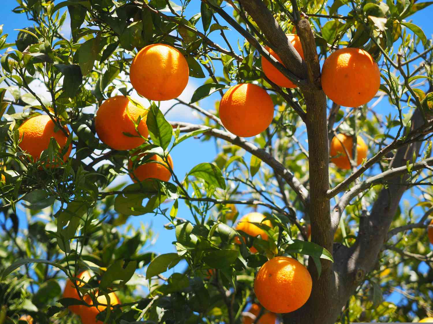 Sargodha Citrus Fest concludes