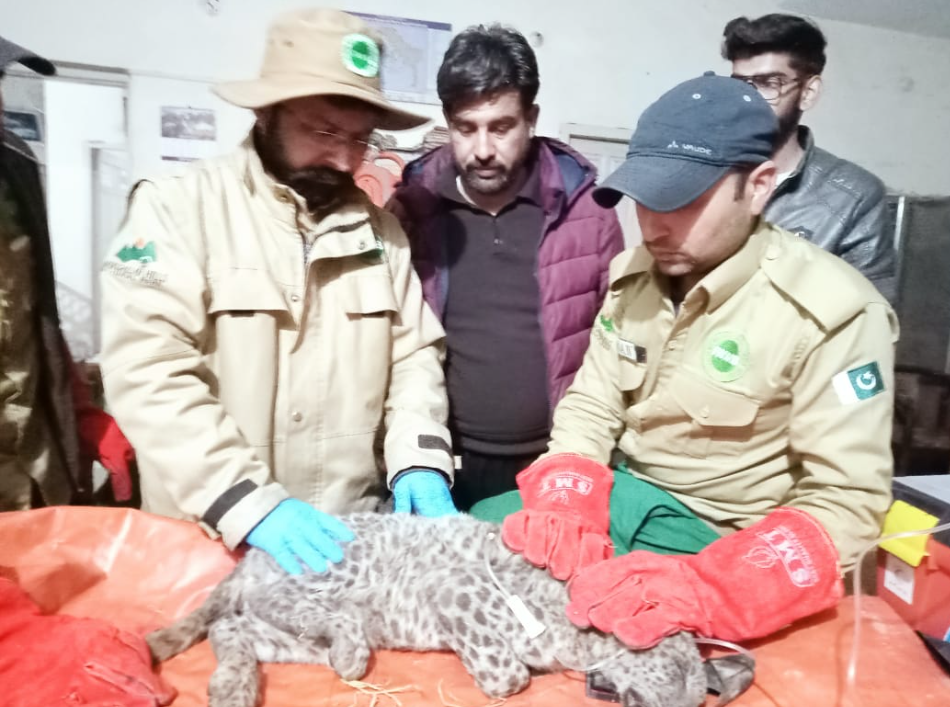 IWMB safely rescued female leopard cub from AJK’s Dhirkot tehsil