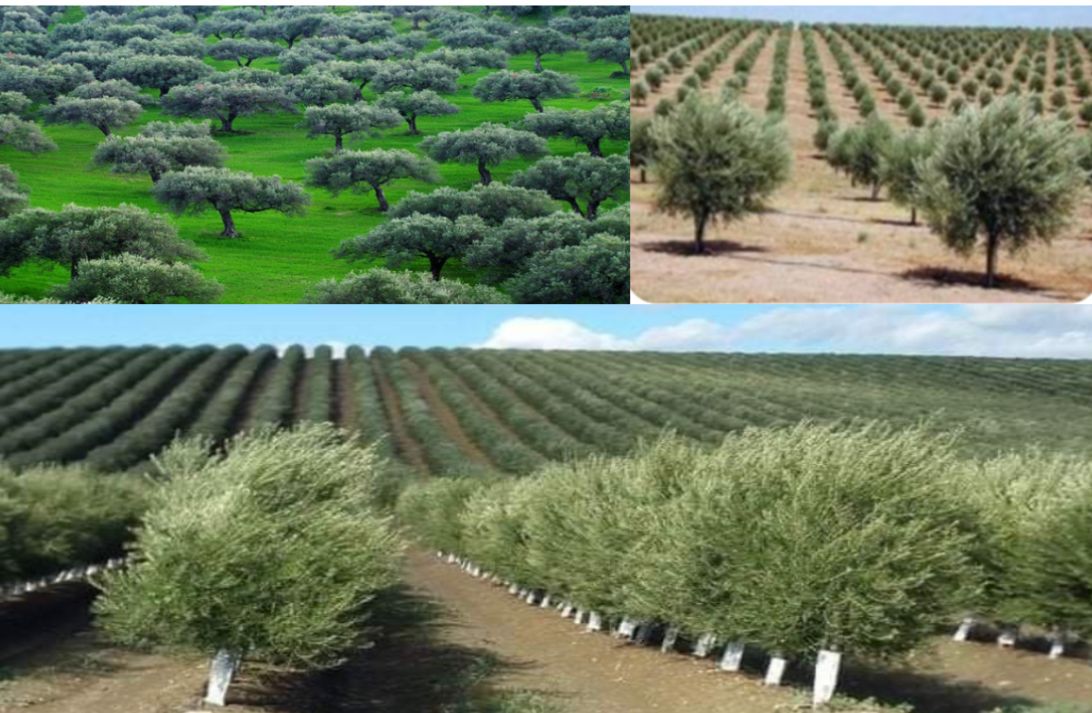 Olive cultivation to bring about economic revolution, sustainable growth: experts