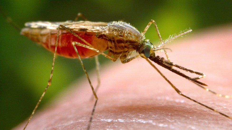 KP registers alarming spike 300 percent in Malaria cases during 2023