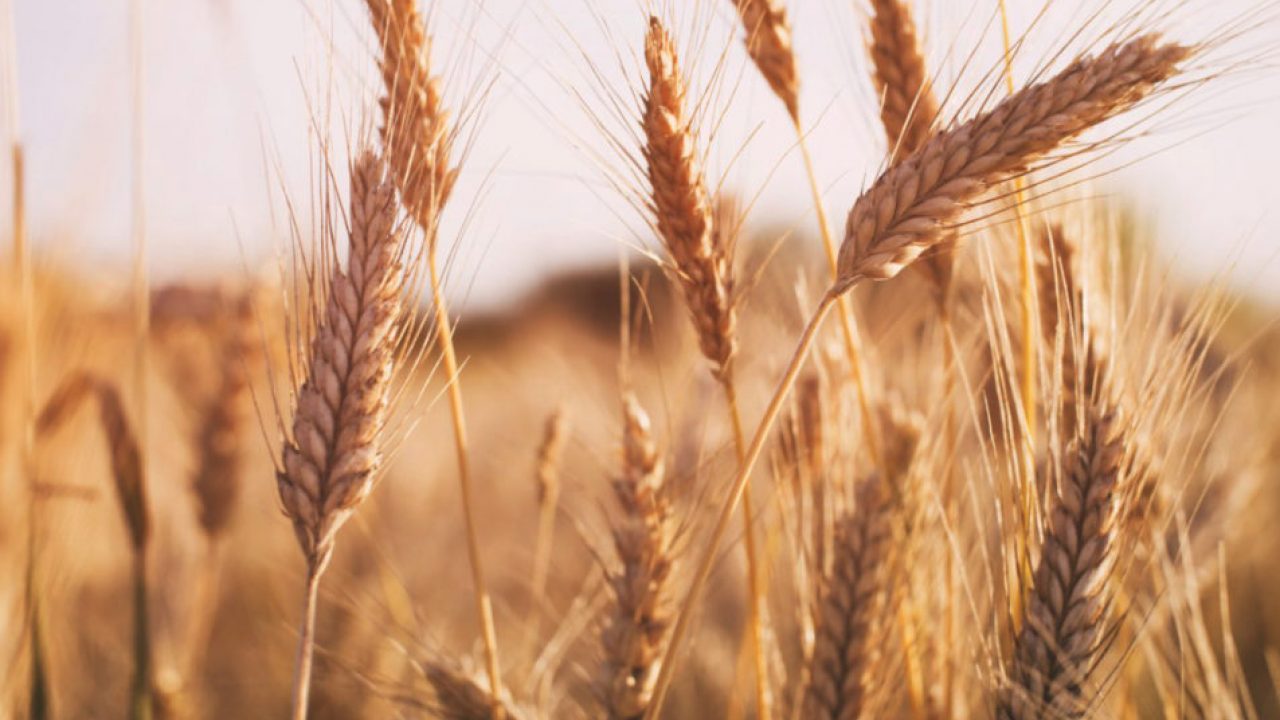 Growers advised to water wheat crop timely