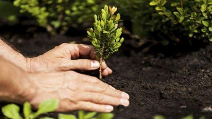 PM urged to hold National Plantation Day for nature conservation