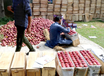 IIOJK traders upset over Modi govt’s move to slash custom duty on US apples