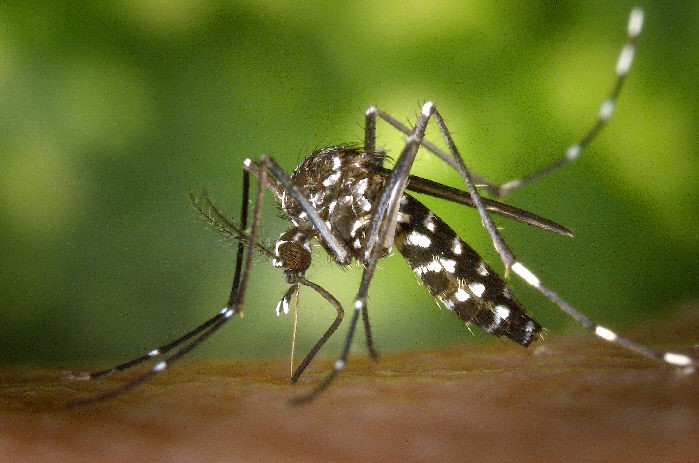 PIMS receives five more dengue patients