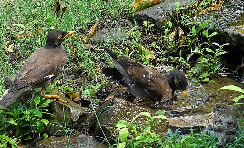 Birds enjoying in the water during hot weather in the city.